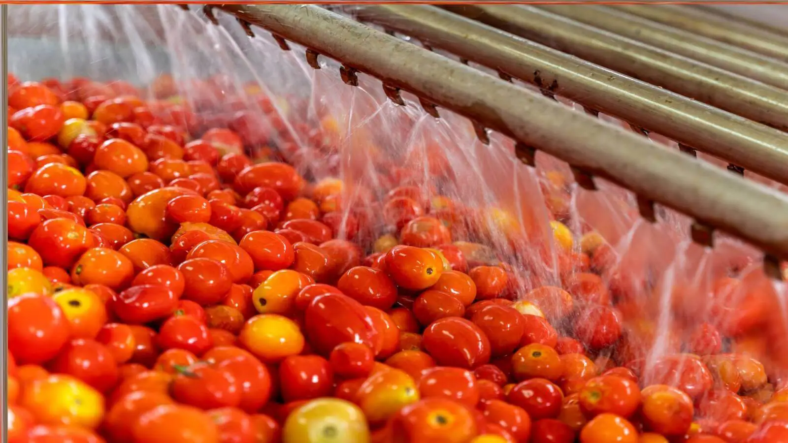 Each year, our client must efficiently process their entire annual fresh pack volume within a high-pressure 10-week harvest, requiring 24/7 senior staffing to maintain production continuity and minimize downtime.